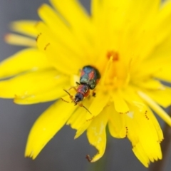 Dicranolaius villosus (Melyrid flower beetle) at Illilanga & Baroona - 26 Oct 2017 by Illilanga