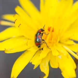 Dicranolaius villosus at Illilanga & Baroona - 26 Oct 2017