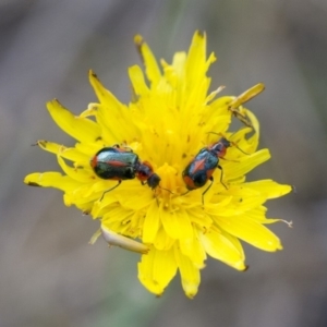 Dicranolaius villosus at Illilanga & Baroona - 26 Oct 2017