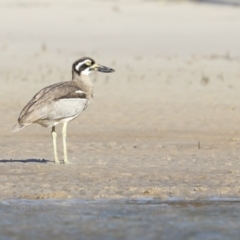 Esacus magnirostris (Beach Stone-curlew) at Merimbula, NSW - 21 Jul 2018 by Leo