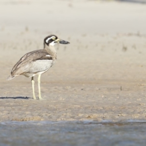 Esacus magnirostris at Merimbula, NSW - 21 Jul 2018