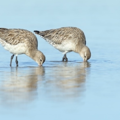 Limosa lapponica (Bar-tailed Godwit) at Merimbula, NSW - 22 Jul 2018 by Leo