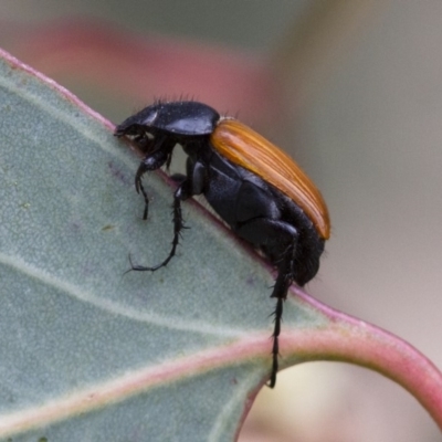 Phyllotocus rufipennis (Nectar scarab) at Illilanga & Baroona - 3 Nov 2017 by Illilanga