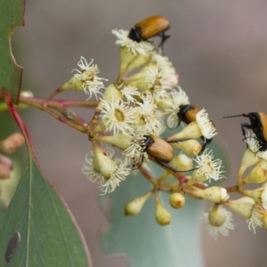 Phyllotocus rufipennis at Illilanga & Baroona - 3 Nov 2017