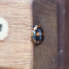 Paropsisterna beata (Blessed Leaf Beetle) at Illilanga & Baroona - 1 Feb 2017 by Illilanga