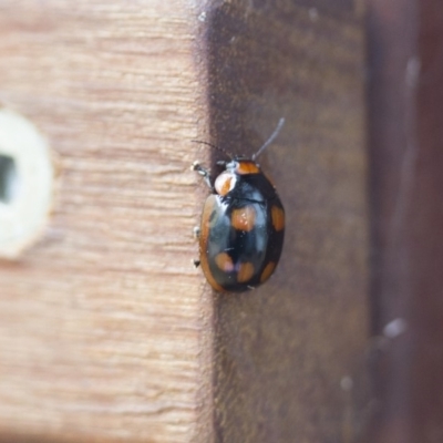 Paropsisterna beata (Blessed Leaf Beetle) at Illilanga & Baroona - 1 Feb 2017 by Illilanga