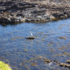 Ardea alba at Batemans Marine Park - 23 Jul 2018 11:45 AM