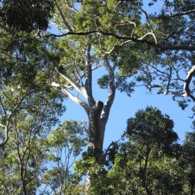 Native tree with hollow(s) (Native tree with hollow(s)) at Murramarang National Park - 23 Jul 2018 by nickhopkins