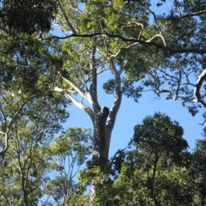 Native tree with hollow(s) at Murramarang National Park - 23 Jul 2018