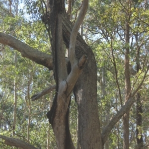 Native tree with hollow(s) at Murramarang National Park - 23 Jul 2018