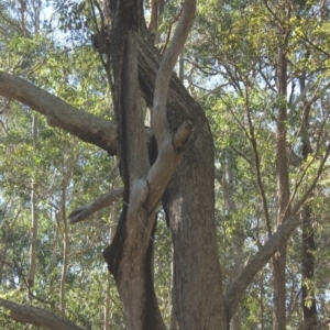 Native tree with hollow(s) at Murramarang National Park - 23 Jul 2018 12:34 PM