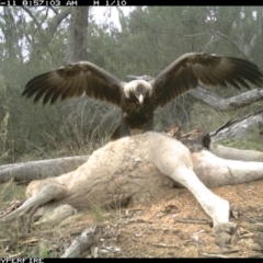 Aquila audax (Wedge-tailed Eagle) at Illilanga & Baroona - 10 May 2012 by Illilanga