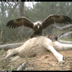 Aquila audax (Wedge-tailed Eagle) at Illilanga & Baroona - 11 May 2012 by Illilanga