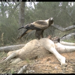 Aquila audax at Illilanga & Baroona - 11 May 2012 09:00 AM