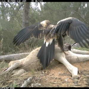 Aquila audax at Illilanga & Baroona - 11 May 2012 09:00 AM