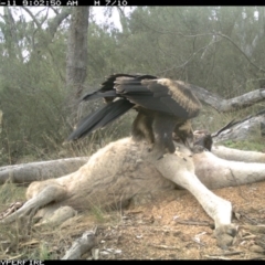 Aquila audax at Illilanga & Baroona - 11 May 2012