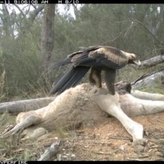 Aquila audax at Illilanga & Baroona - 11 May 2012