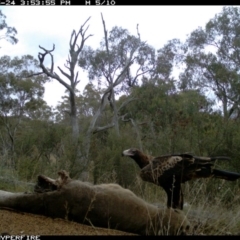 Aquila audax (Wedge-tailed Eagle) at Illilanga & Baroona - 24 May 2012 by Illilanga