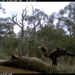 Aquila audax (Wedge-tailed Eagle) at Illilanga & Baroona - 24 May 2012 by Illilanga