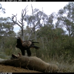 Aquila audax at Illilanga & Baroona - 24 May 2012