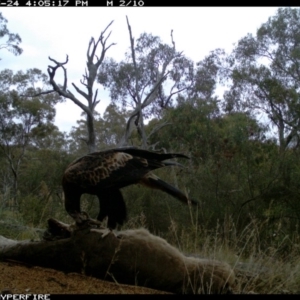 Aquila audax at Illilanga & Baroona - 24 May 2012