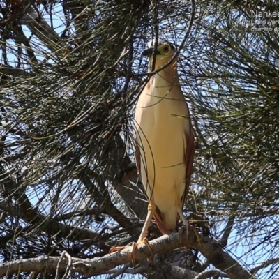 Nycticorax caledonicus (Nankeen Night-Heron) at Wairo Beach and Dolphin Point - 2 Nov 2014 by Charles Dove