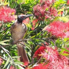 Philemon corniculatus (Noisy Friarbird) at Milton, NSW - 1 Nov 2014 by CharlesDove