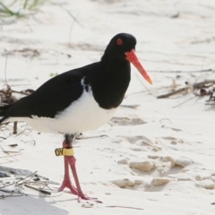 Haematopus longirostris (Australian Pied Oystercatcher) at Ulladulla, NSW - 4 Nov 2014 by CharlesDove