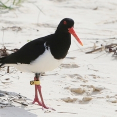 Haematopus longirostris (Australian Pied Oystercatcher) at Ulladulla, NSW - 3 Nov 2014 by Charles Dove