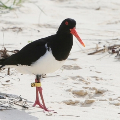 Haematopus longirostris (Australian Pied Oystercatcher) at Ulladulla, NSW - 4 Nov 2014 by CharlesDove