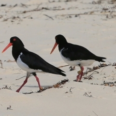 Haematopus longirostris at Ulladulla, NSW - 4 Nov 2014