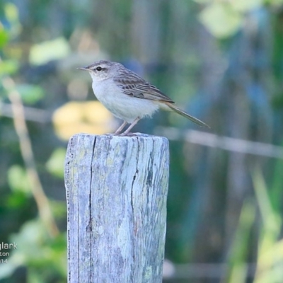 Cincloramphus mathewsi (Rufous Songlark) at Undefined - 4 Nov 2016 by CharlesDove