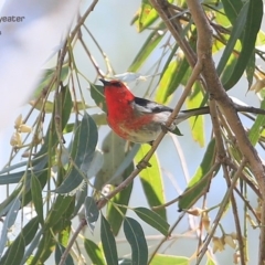 Myzomela sanguinolenta (Scarlet Honeyeater) at Yatteyattah Nature Reserve - 1 Nov 2014 by CharlesDove