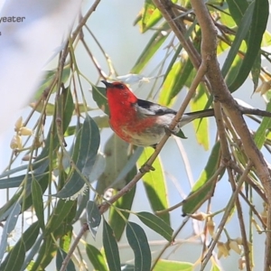 Myzomela sanguinolenta at Yatteyattah Nature Reserve - 1 Nov 2014