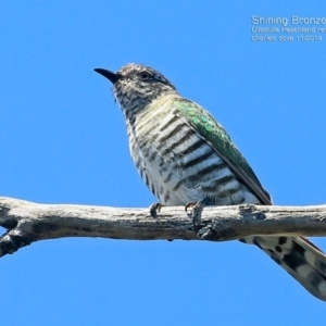 Chrysococcyx lucidus at South Pacific Heathland Reserve - 1 Nov 2014 12:00 AM