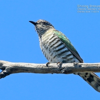 Chrysococcyx lucidus (Shining Bronze-Cuckoo) at South Pacific Heathland Reserve - 1 Nov 2014 by CharlesDove