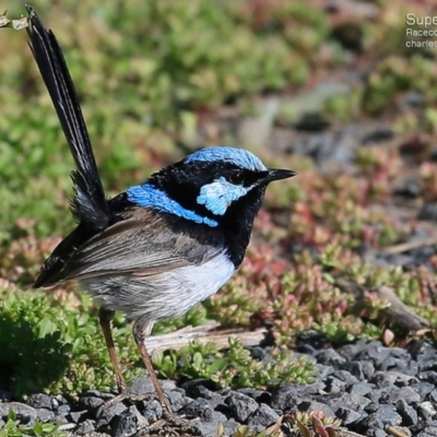 Malurus cyaneus (Superb Fairywren) at Ulladulla, NSW - 3 Nov 2014 by CharlesDove