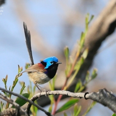 Malurus lamberti (Variegated Fairywren) at Ulladulla, NSW - 4 Nov 2014 by CharlesDove