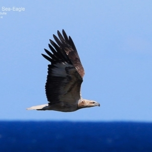 Haliaeetus leucogaster at Ulladulla, NSW - 3 Nov 2014 12:00 AM