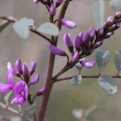 Indigofera australis subsp. australis (Australian Indigo) at Michelago, NSW - 27 Sep 2010 by Illilanga