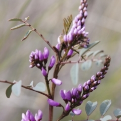 Indigofera australis subsp. australis at Michelago, NSW - 27 Sep 2010