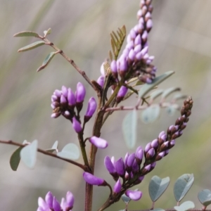 Indigofera australis subsp. australis at Michelago, NSW - 27 Sep 2010 02:25 PM