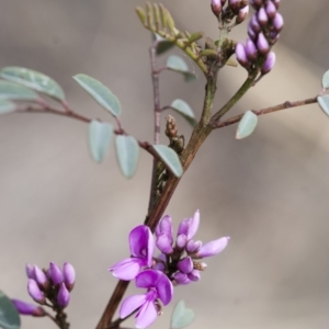 Indigofera australis subsp. australis at Michelago, NSW - 27 Sep 2010