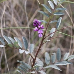 Indigofera australis subsp. australis at Michelago, NSW - 27 Sep 2010 02:25 PM