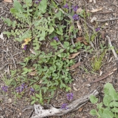 Glycine tabacina at Michelago, NSW - 14 Nov 2010