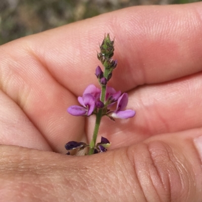 Oxytes brachypoda (Large Tick-trefoil) at Illilanga & Baroona - 23 Dec 2017 by Illilanga