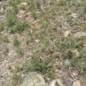 Oxytes brachypoda at Michelago, NSW - 23 Dec 2017