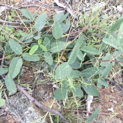 Oxytes brachypoda (Large Tick-trefoil) at Michelago, NSW - 3 Jan 2018 by Illilanga