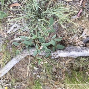 Oxytes brachypoda at Michelago, NSW - 3 Jan 2018