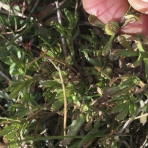 Centipeda cunninghamii at Illilanga & Baroona - 30 May 2017